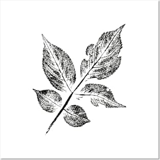 Leaf Elder (Sambucus) IMPRINT Posters and Art